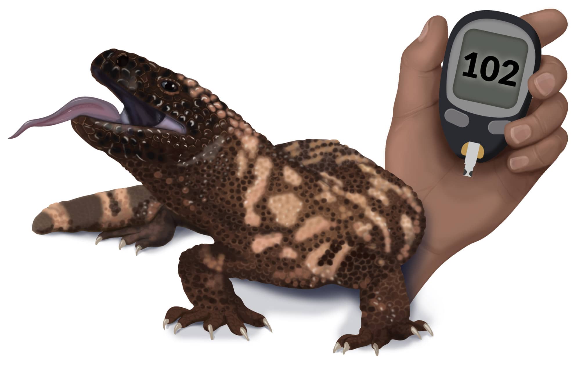 the Gila monster next to a diabetic blood sugar meter