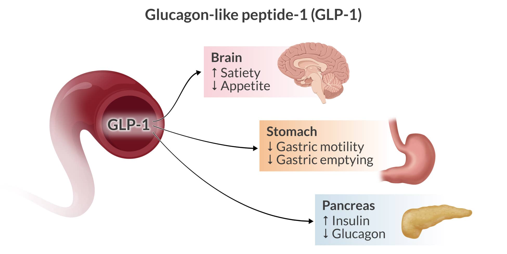 infographic detailing GLP-1 impacts on the brain, stomach, and pancreas