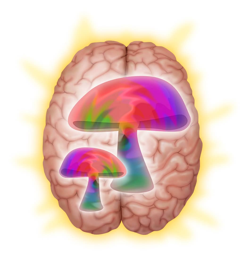 human brain on mushrooms