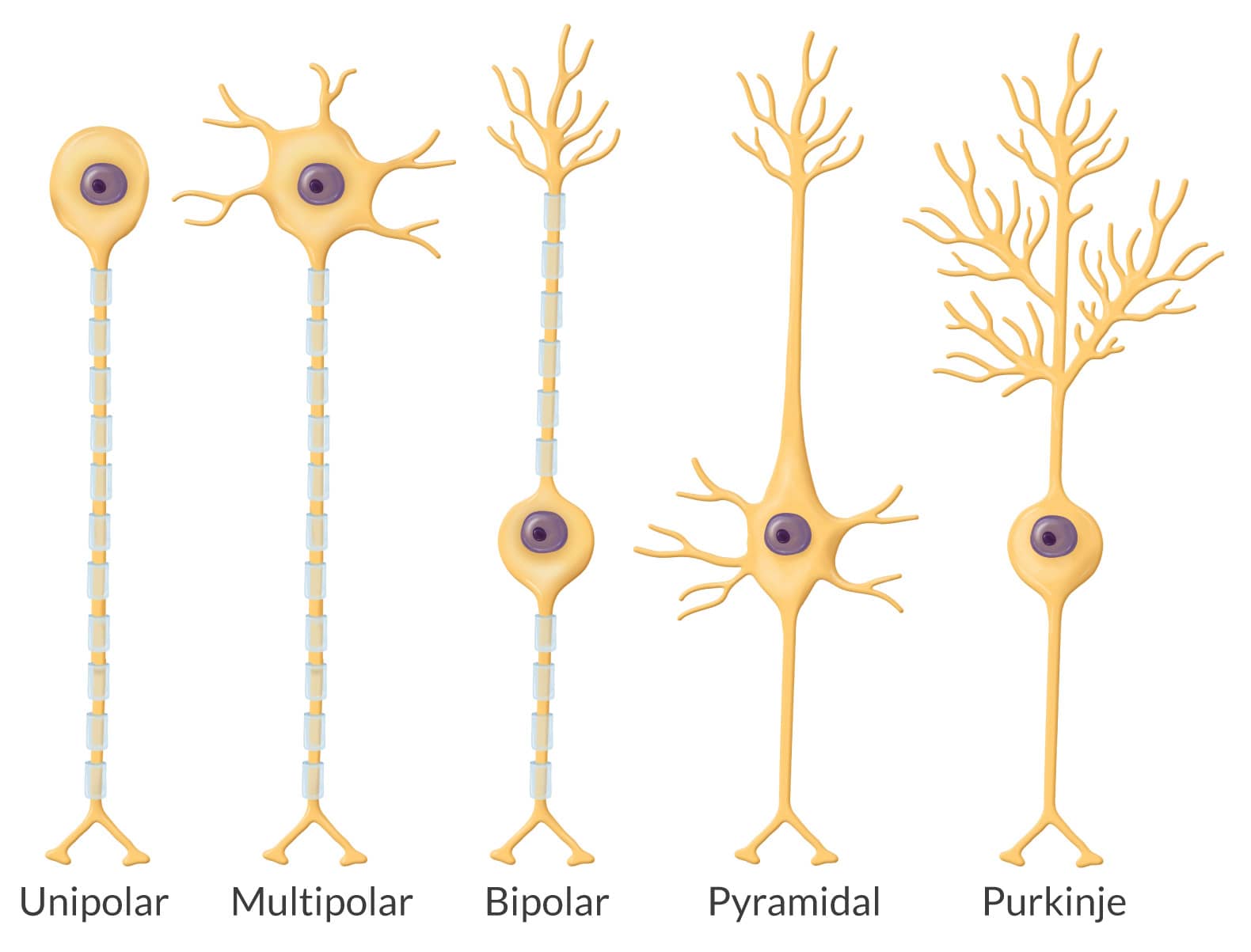 neuron types